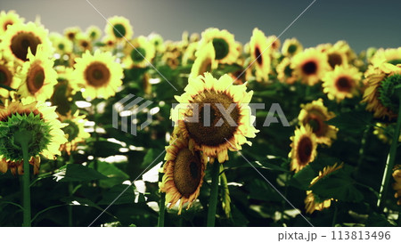 A breathtaking field of sunflowers under a vibrant sky A breathtaking field of sunflowers under a vibrant sky 113813496
