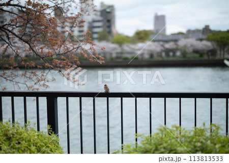 桜　春　大阪造幣局　桜の通り抜け 113813533