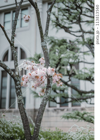 桜 春 大阪造幣局 桜の通り抜け 桜 春 大阪造幣局 桜の通り抜け 113813560