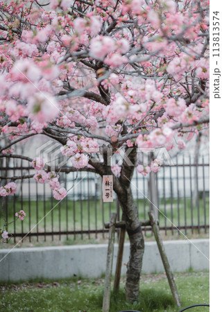 桜 春 大阪造幣局 桜の通り抜け 桜 春 大阪造幣局 桜の通り抜け 113813574