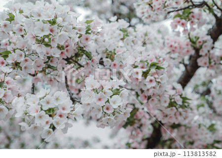 桜 春 大阪造幣局 桜の通り抜け 桜 春 大阪造幣局 桜の通り抜け 113813582