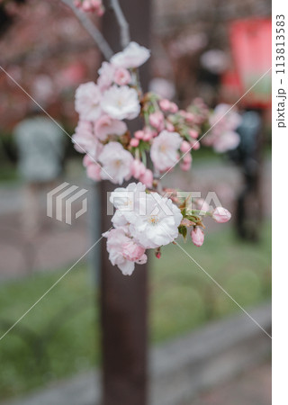 桜 春 大阪造幣局 桜の通り抜け 桜 春 大阪造幣局 桜の通り抜け 113813583