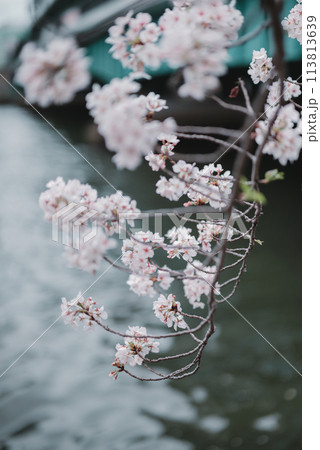 桜　春　大阪造幣局　桜の通り抜け 113813639