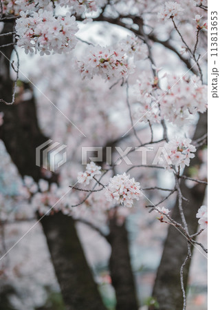 桜　春　大阪造幣局　桜の通り抜け 113813653