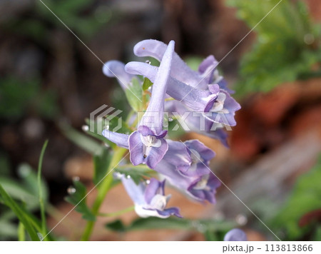早春の朝露に濡れるヤマエンゴサクの花 早春の朝露に濡れるヤマエンゴサクの花 113813866