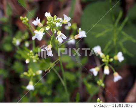 早春の信州の高原に咲くヤマハタザオの花 113813875