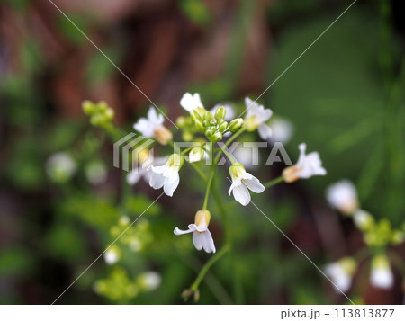 早春の信州の高原に咲くヤマハタザオの花 113813877
