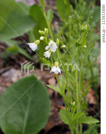 早春の信州の高原に咲くヤマハタザオの花 早春の信州の高原に咲くヤマハタザオの花 113813880
