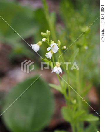 早春の信州の高原に咲くヤマハタザオの花 早春の信州の高原に咲くヤマハタザオの花 113813881