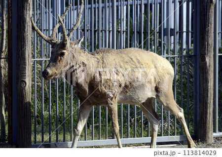 シフゾウ 113814029