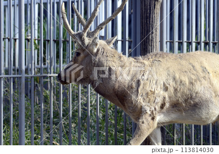 シフゾウ 113814030