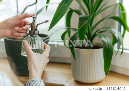 Woman using mister bottle on for houseplants a wooden windowsill 113814041