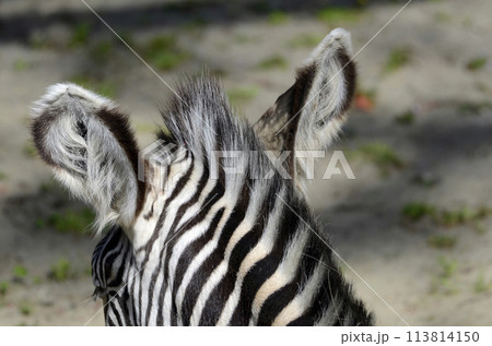 シマウマのたてがみ 113814150