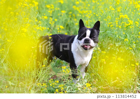 菜の花畑で可愛く見つめる笑顔のボストンテリア♡マイティ君 113814452