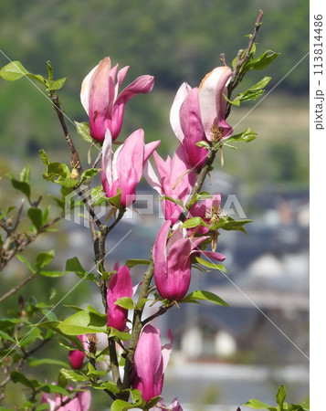 シモクレンの花 シモクレンの花 113814486