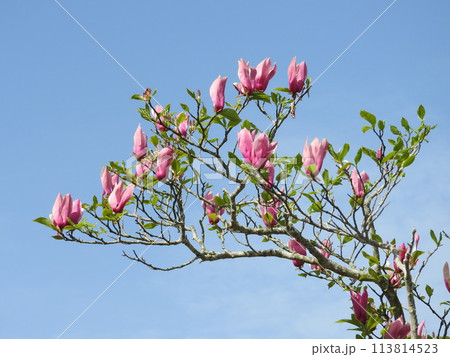シモクレンの花 113814523
