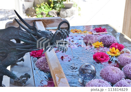 春の晴天の蛇窪神社 東京 春の晴天の蛇窪神社 東京 113814829