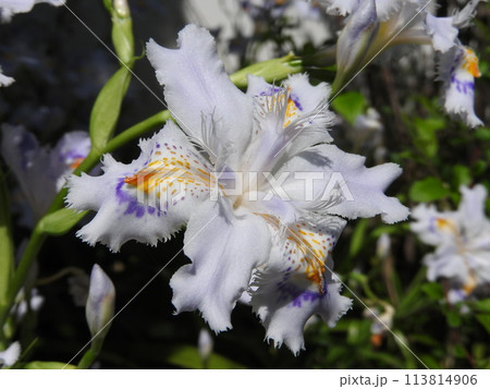 シャガの花 113814906