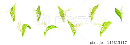 Lily of the Valley Flower on Green Stem with Leaf Vector Set Lily of the Valley Flower on Green Stem with Leaf Vector Set 113815117