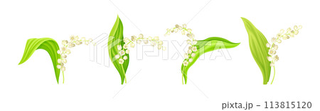 Lily of the Valley Flower on Green Stem with Leaf Vector Set Lily of the Valley Flower on Green Stem with Leaf Vector Set 113815120