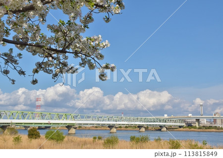 オオシマザクラの咲く春の荒川　東京 113815849