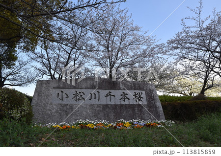 満開の小松川千本桜　東京 113815859