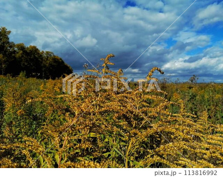 summer meadow summer meadow 113816992