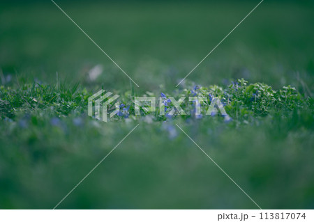 Lawn with green lush grass in the park on a spring day Lawn with green lush grass in the park on a spring day 113817074