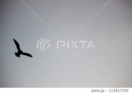朝方にゆうゆうと空を飛ぶカモメ 113817295
