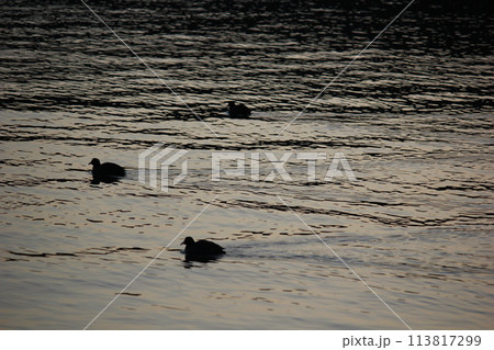 朝日を浴びて輝く海面とゆったりと泳ぐカモ 113817299