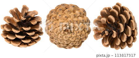 Brown dry pine cone on isolated background Brown dry pine cone on isolated background 113817317