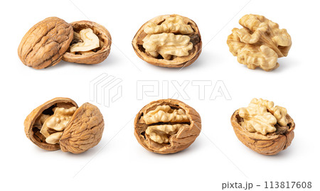Walnut on white background 113817608