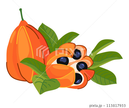 Ackee (Blighia sapida, ackee). Tropical fruits are the national symbol of Jamaica. Vector illustration in flat style. 113817933