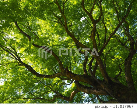 見上げた青モミジ 113817967