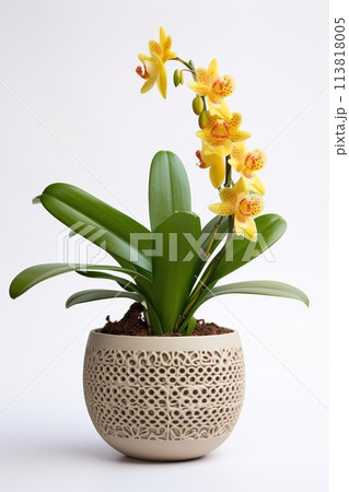 Blooming orchid in ceramic flower pot on white background. Potted exotic house plant, interior detail 113818005
