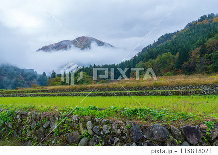 岐阜県白川村 晩秋の二番穂が成長した山間の水田 岐阜県白川村 晩秋の二番穂が成長した山間の水田 113818021