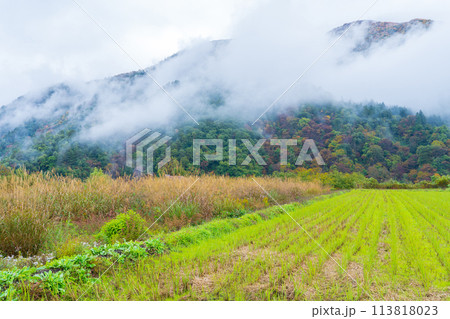 岐阜県白川村　晩秋の二番穂が成長した山間の水田 113818023