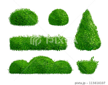 Realistic hedge. Hedges vegetation ornamental shrub, topiary background boxwood foliage evergreen grove park house garden shrubbery grass 3d green plant, exact vector illustration Realistic hedge. Hedges vegetation ornamental shrub, topiary background boxwood foliage evergreen grove park house garden shrubbery grass 3d green plant, exact vector illustration 113818107