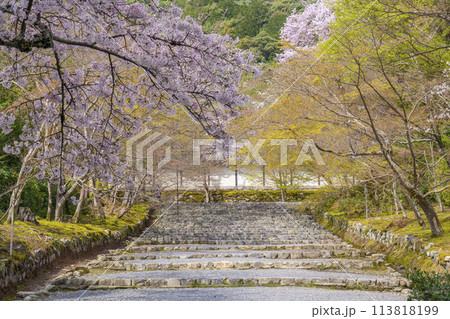 春の京都　二尊院　「紅葉の馬場」の桜模様 113818199