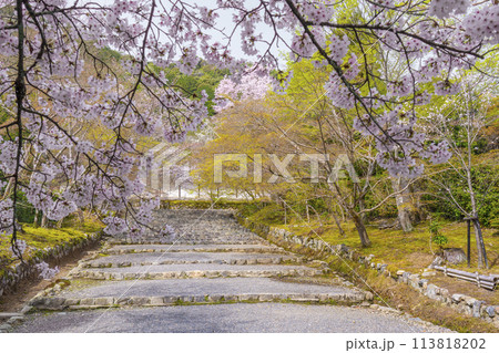 春の京都　二尊院　「紅葉の馬場」の桜模様 113818202