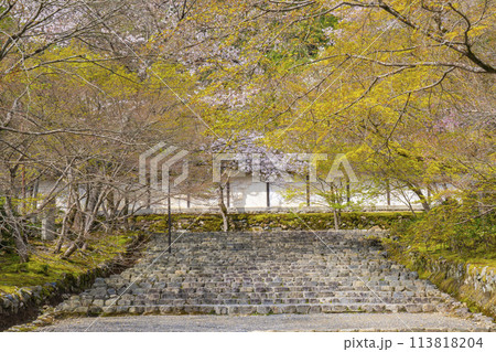春の京都　二尊院　「紅葉の馬場」の桜模様 113818204