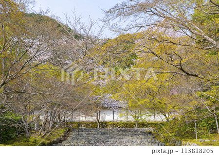 春の京都　二尊院　「紅葉の馬場」の桜模様 113818205
