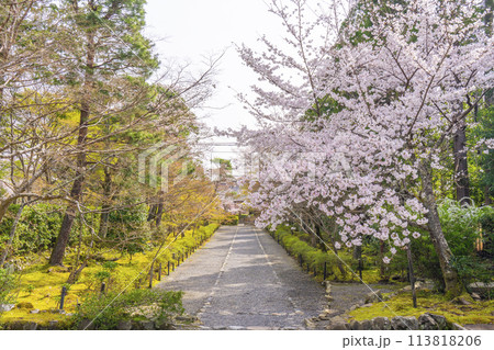 春の京都　二尊院　「紅葉の馬場」の桜模様 113818206