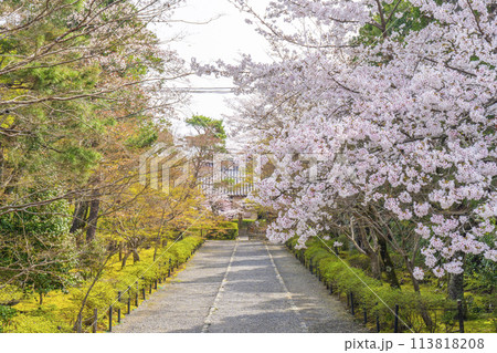 春の京都　二尊院　「紅葉の馬場」の桜模様 113818208