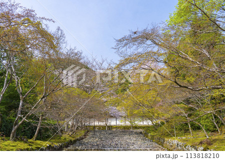 春の京都　二尊院　「紅葉の馬場」の桜模様 113818210
