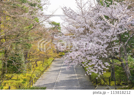 春の京都 二尊院 「紅葉の馬場」の桜模様 春の京都 二尊院 「紅葉の馬場」の桜模様 113818212