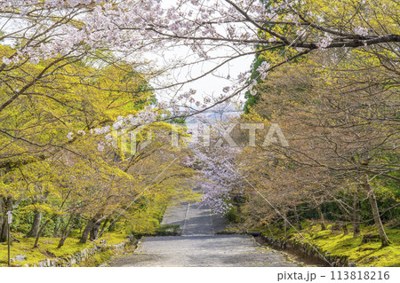 春の京都　二尊院　「紅葉の馬場」の桜模様 113818216