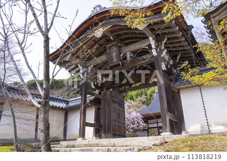 春の京都　二尊院　勅使門から見える桜 113818219