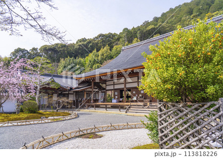 春の京都 二尊院 本堂と右近の橘・左近の桜 春の京都 二尊院 本堂と右近の橘・左近の桜 113818226
