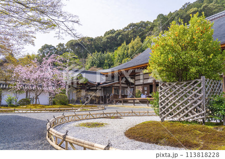 春の京都　二尊院　本堂と右近の橘・左近の桜 113818228